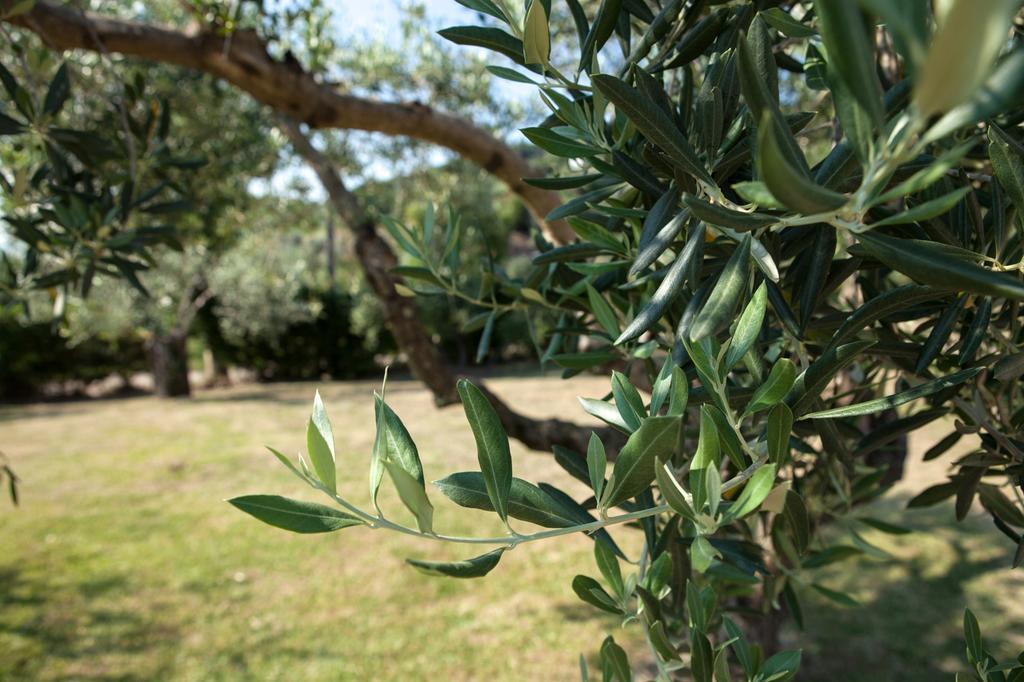 Agriturismo La Molara Sessa Aurunca Exteriér fotografie